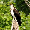 Osprey in Black Hill Park