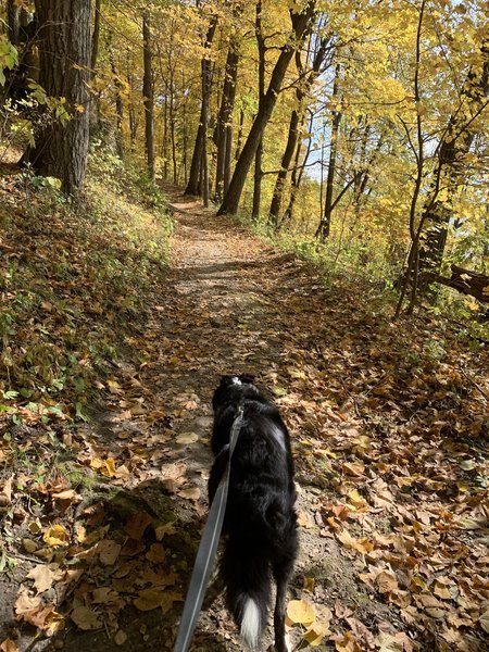 Leaf peeping with my pup at Backbone State Park