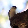 White-breasted Nuthatch