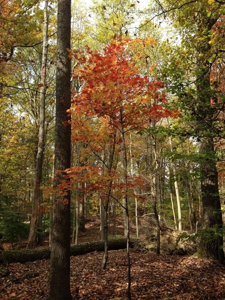 Fall colors in Sugarloaf Mountain Natural Area