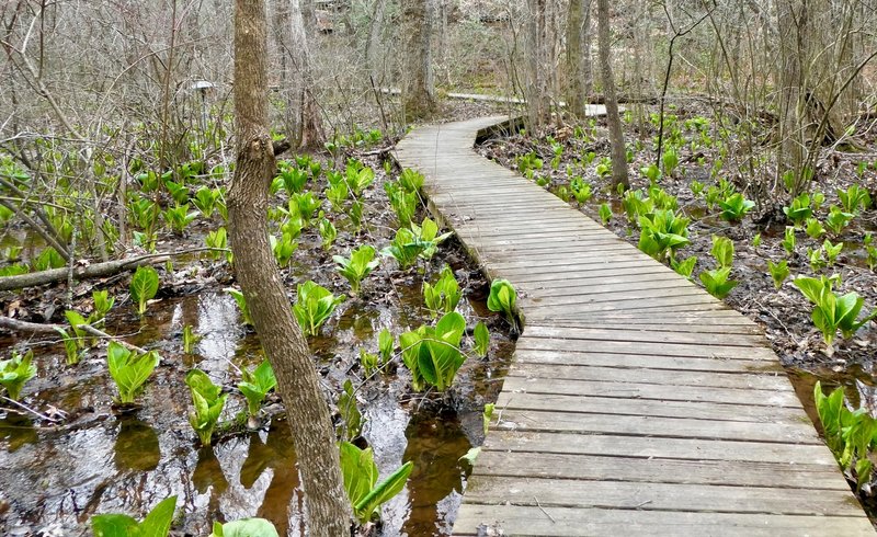 Black Walnut Creek - Patuxent River Park