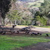A rafter of turkeys near the Ardilla Group camp.
