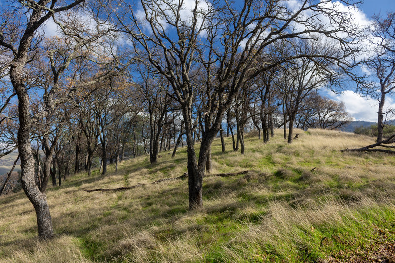 California Oak on Sailor Camp Trail.