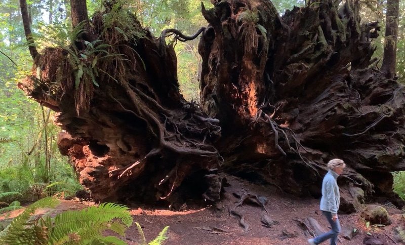 The underside of a fallen redwood can be as impressive as its standing fellows.