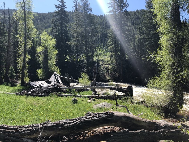 Rushing June waters. Broken homestead from long ago caught in the pine trees on the banks