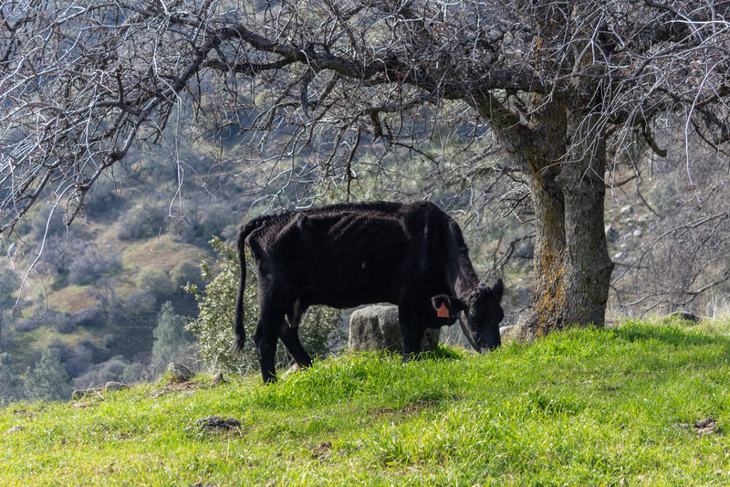 A cow on Pa'san Ridge Trail