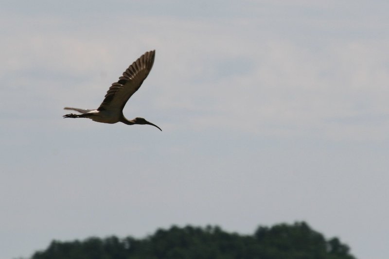 White Ibis (imm.), Eudocimus albus; Merkle Wildlife Management Area" by Matt Tillett (https://tinyurl.com/wq38fbn), Flickr licensed under CC BY 2.0 (https://creativecommons.org/licenses/by/2.0/).