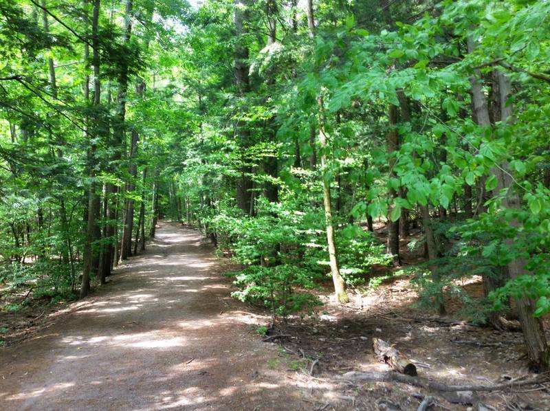 The woods along Lake Trail