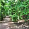 The woods along Lake Trail