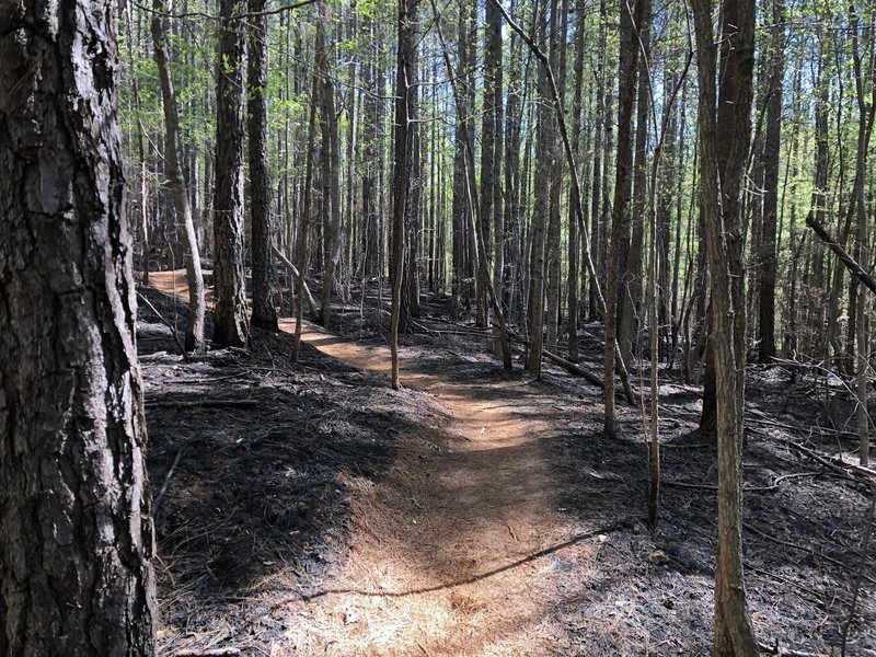 April after a controlled burn on Wildlife