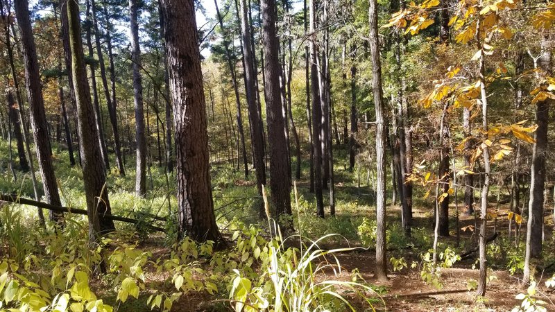 Looking off of the trail