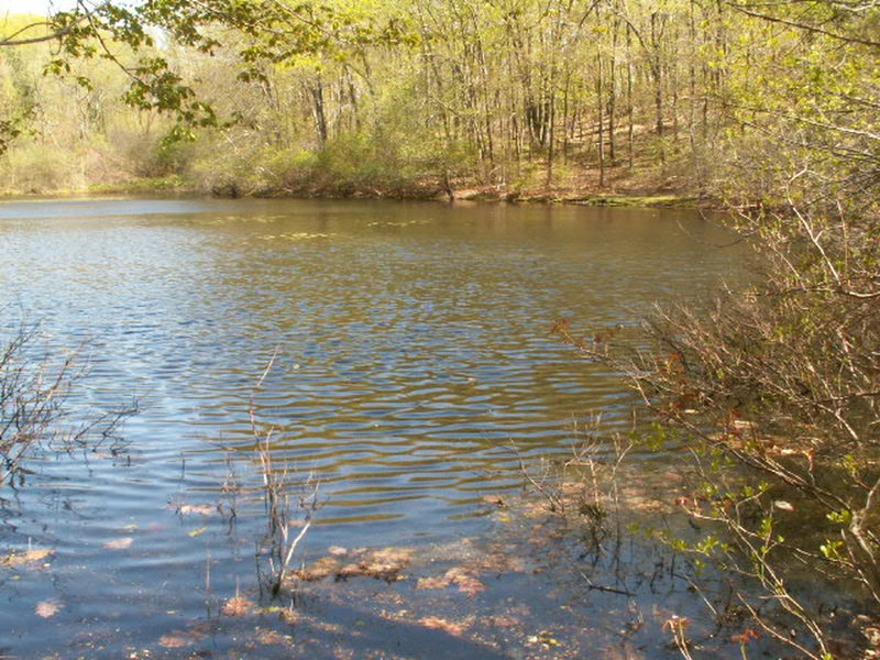 Whipple Hill pond. Photo provided by the Town of Lexington, Conservation Division.