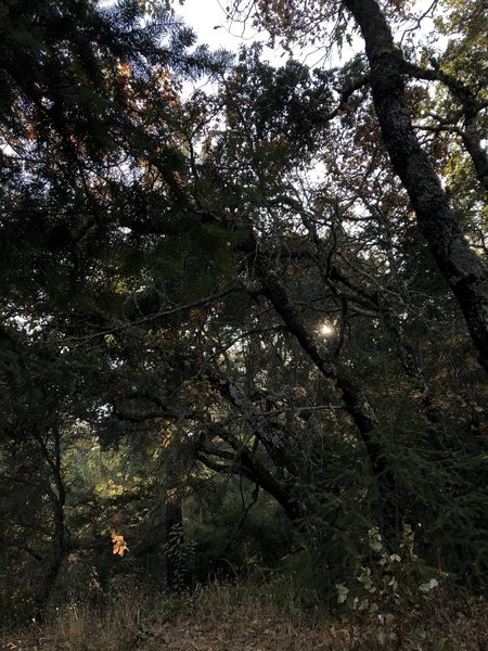 Beginning of the trail, dense forest typical for the area.