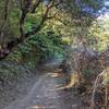 Some shade on Ridge Trail