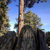 There are many great rocks along the trail mixed in among the trees.