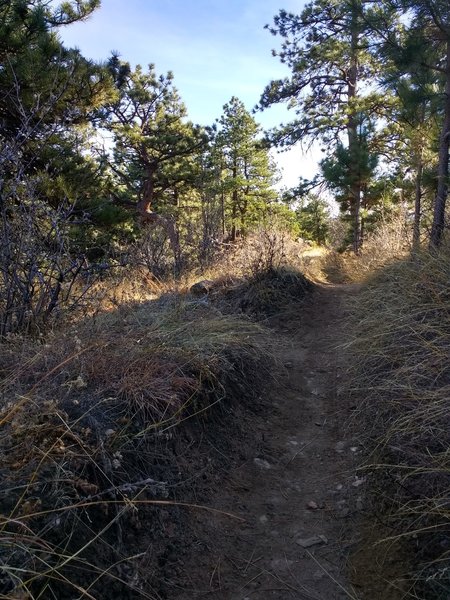 Narrow gauge pathway!