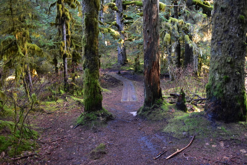 Trail boardwalk