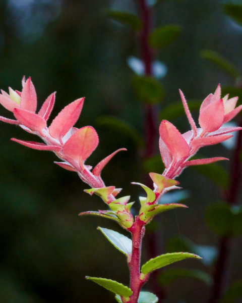 Some unique colors are just now unfolding, despite the cool weather