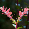 Some unique colors are just now unfolding, despite the cool weather