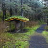 moss covered interpretative area and trail