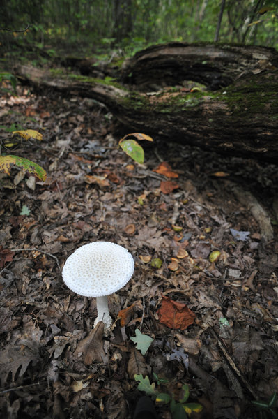 white mushroom