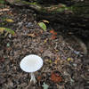 white mushroom