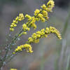 Yellow buds