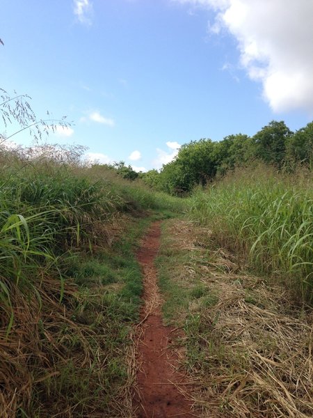 Into the fields of grass