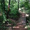 One of the popular sections of mountain bike trail in Bluff Creek Park