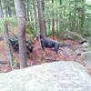 Pups on the trail.