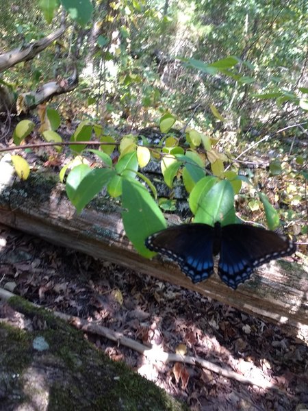 This and several of these beauties (Red Spotted Purple Admirals) were fluttering about on the trail.