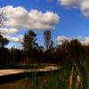 Wetlands Boardwalk