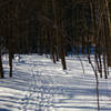 Snowy path