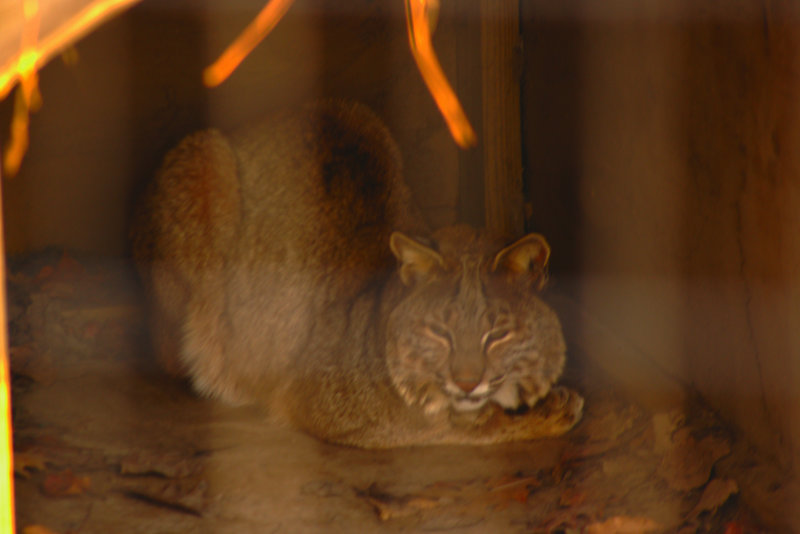 Bobcat