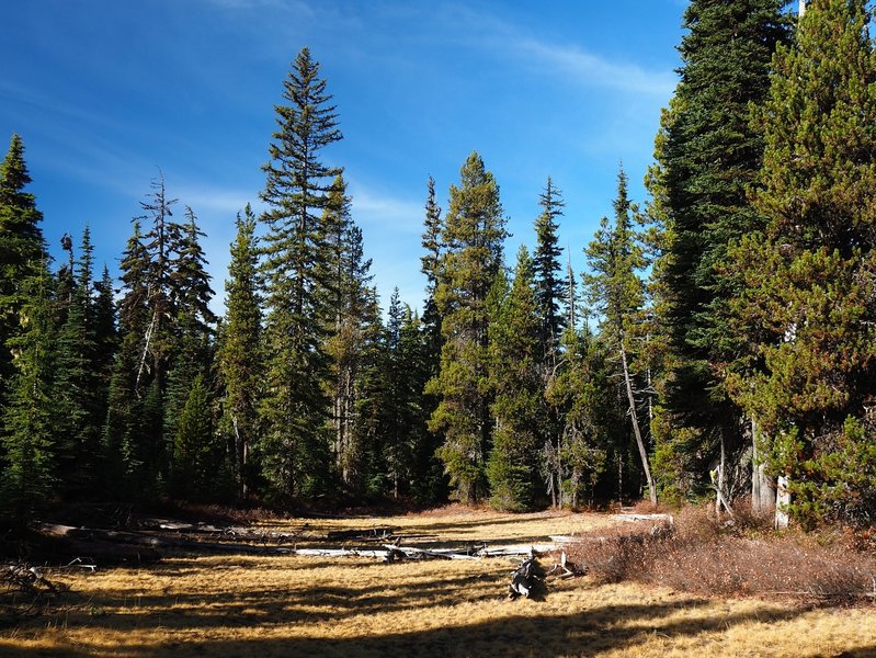 An open meadow along the trail just west of Summit Lake