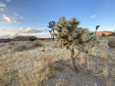 Baby Joshua Tree