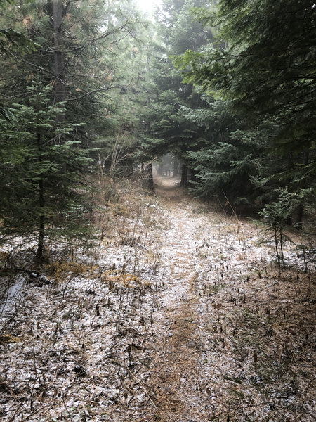 Morning frost on the trail