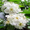 Mountain Laurel Uwaharrie Trail Uwahrrie Nat Forest NC Uwaharrie Trail Uwahrrie Nat Forest NC