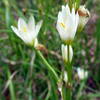 Uwaharrie Trail Uwahrrie Nat Forest NC Uwaharrie Trail Uwahrrie Nat Forest NC