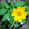 Tickseed and Bluets Uwaharrie Trail Uwahrrie Nat Forest NC Uwaharrie Trail Uwahrrie Nat Forest NC