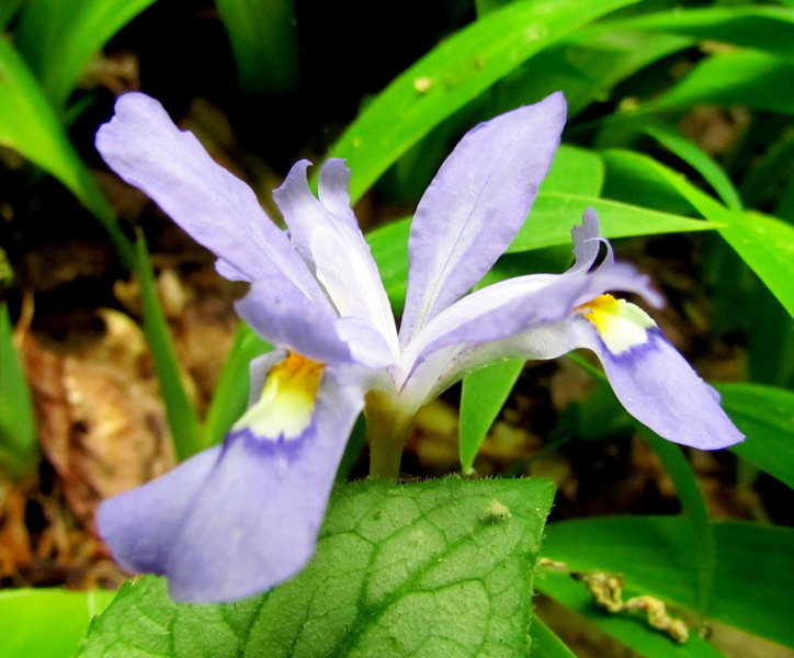 Dwarf Crested Iris Uwaharrie Trail Uwahrrie Nat Forest NC