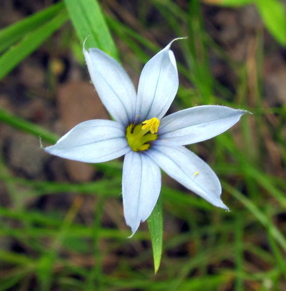 Blue Eyed Grass Morrow Mt SP NC