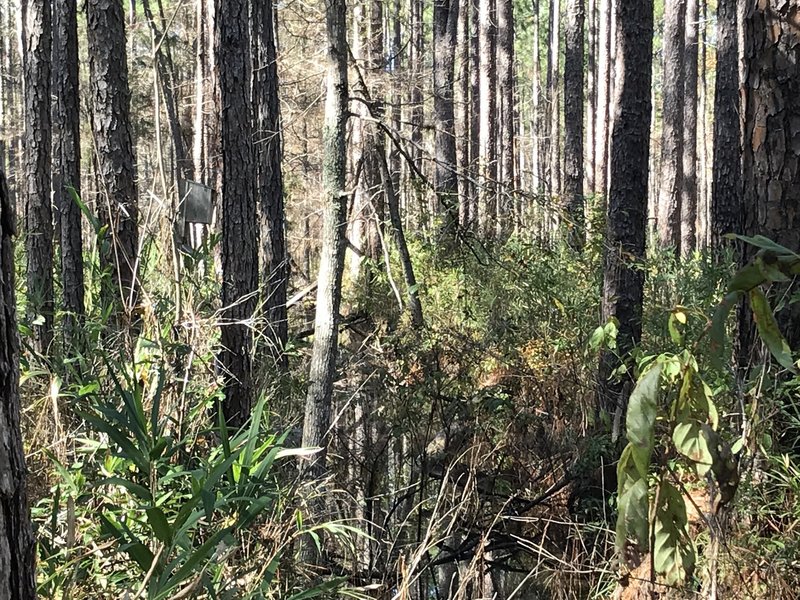 Easy to walk by the hidden main water canal (center). Not flowing from what I can tell but can also see a bird house along the left edge among the trees..