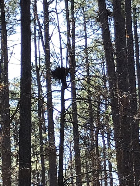 Bird nest are easier to see among the trees when the leaves start to fall.