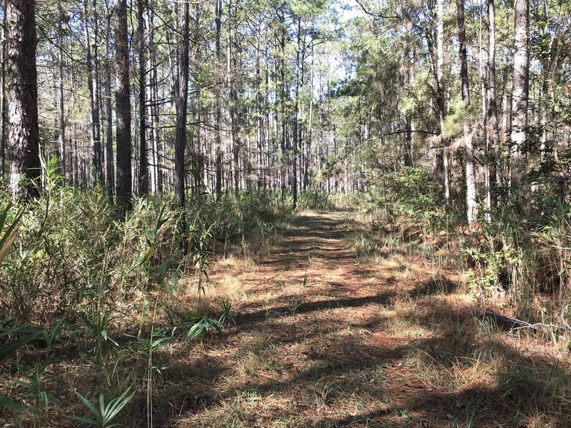 Old Loop Trail, is fairly easy to walk but not everyone will find it as exciting as River Bluff Trail. This trail is more for bird watchers and getting away from the busier part of the State Park.
