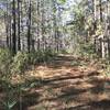 Old Loop Trail, is fairly easy to walk but not everyone will find it as exciting as River Bluff Trail. This trail is more for bird watchers and getting away from the busier part of the State Park.