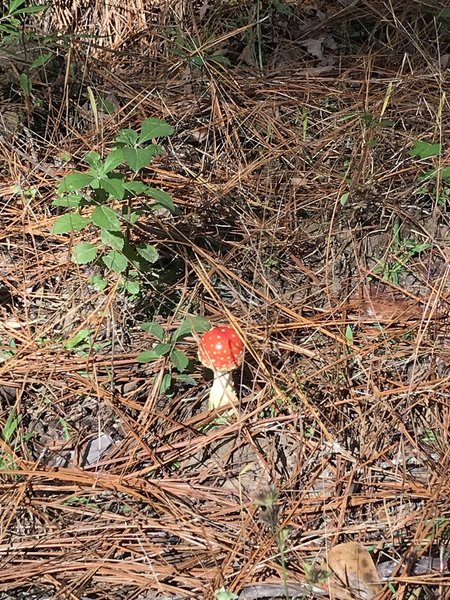 Besides birds and other wildlife, there are several different mushrooms seen along the trail, this being one of the more colorful ones at the time, although best seen and not touched.