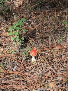 Besides birds and other wildlife, there are several different mushrooms seen along the trail, this being one of the more colorful ones at the time, although best seen and not touched.
