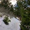 There's a tiny bit of forest right before you come upon the Mt. Galbraith Loop intersection.