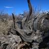 One of the many gnarled uprooted trees along the way.